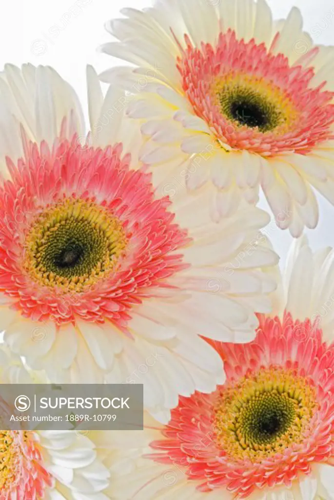 White and pink gerbera daisies