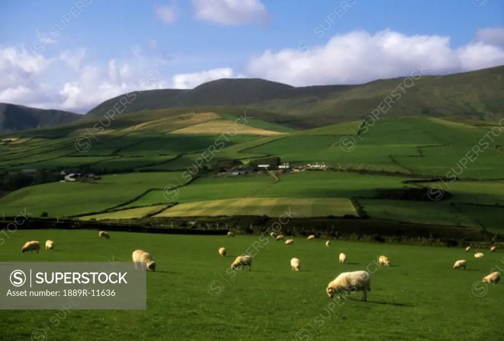 Sheep, Dingle Peninsula, Ireland