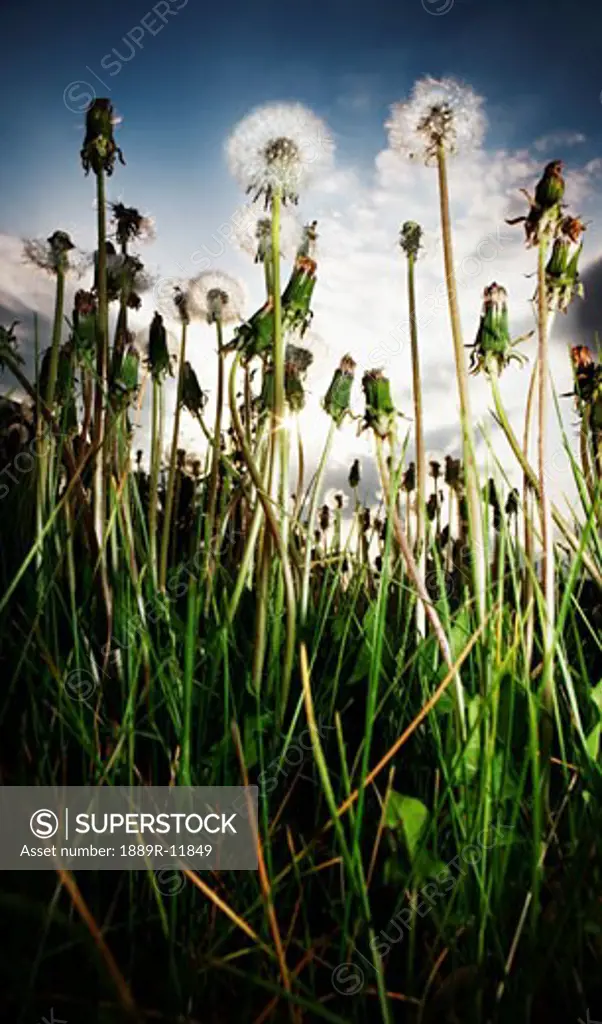 Dandelions