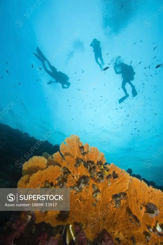 Scuba divers, Richelieu Rock, Mu Koh Surin National Marine Park, Similan Islands, Thailand, Southeast Asia  