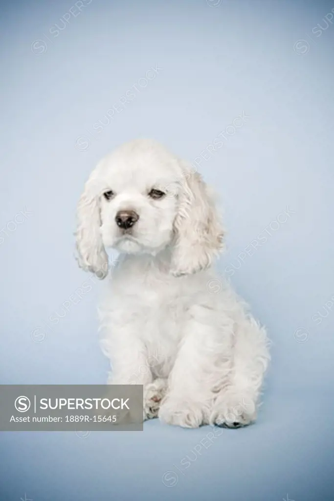 Cocker Spaniel