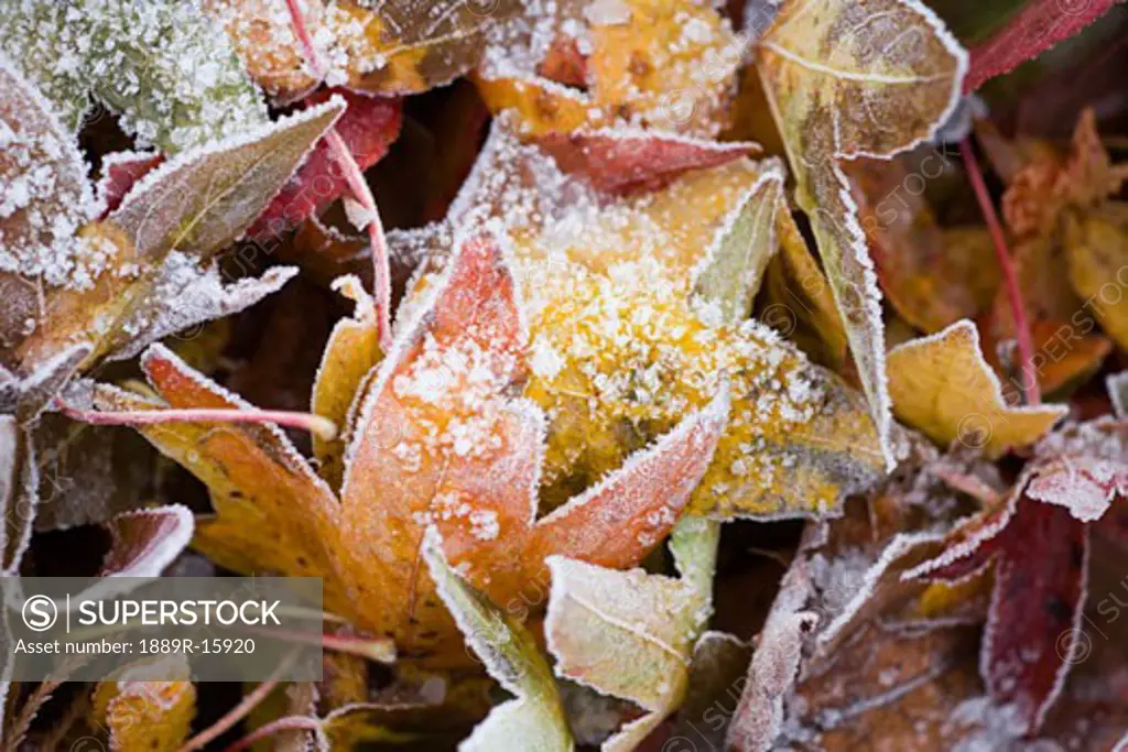 Frost on fall leaves