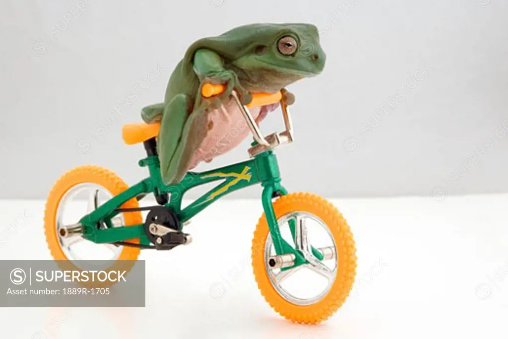 Frog on a bicycle