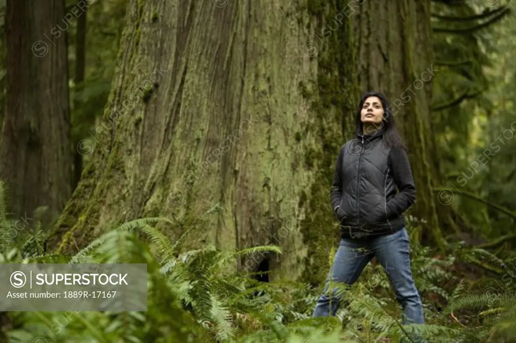 Cathedral Grove, MacMillan Provincial Park, Vancouver Island, British Columbia, Canada; Woman admires an old cedar tree