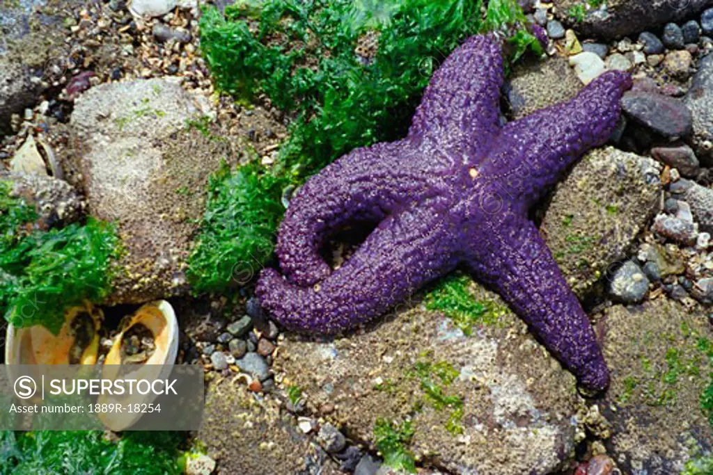 Purple starfish on rocky shore - SuperStock