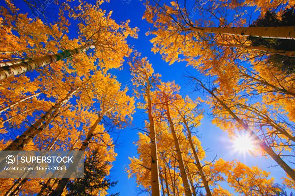 Upward view of trees in autumn