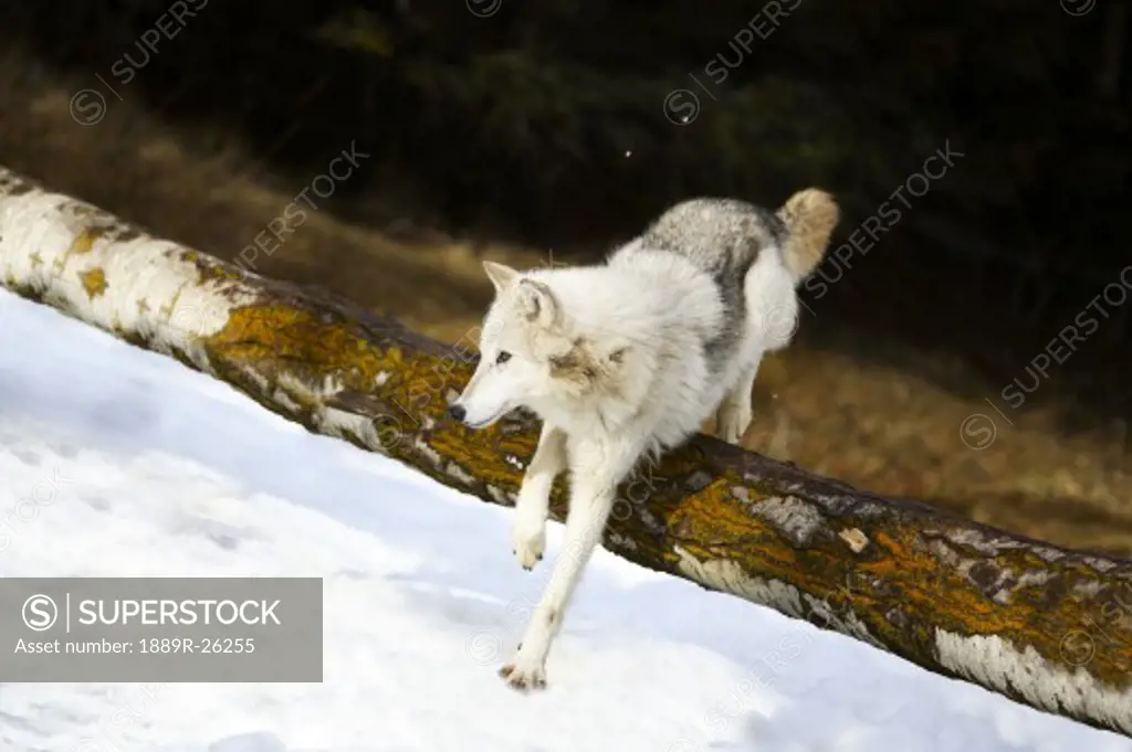 Wolf jumping over log