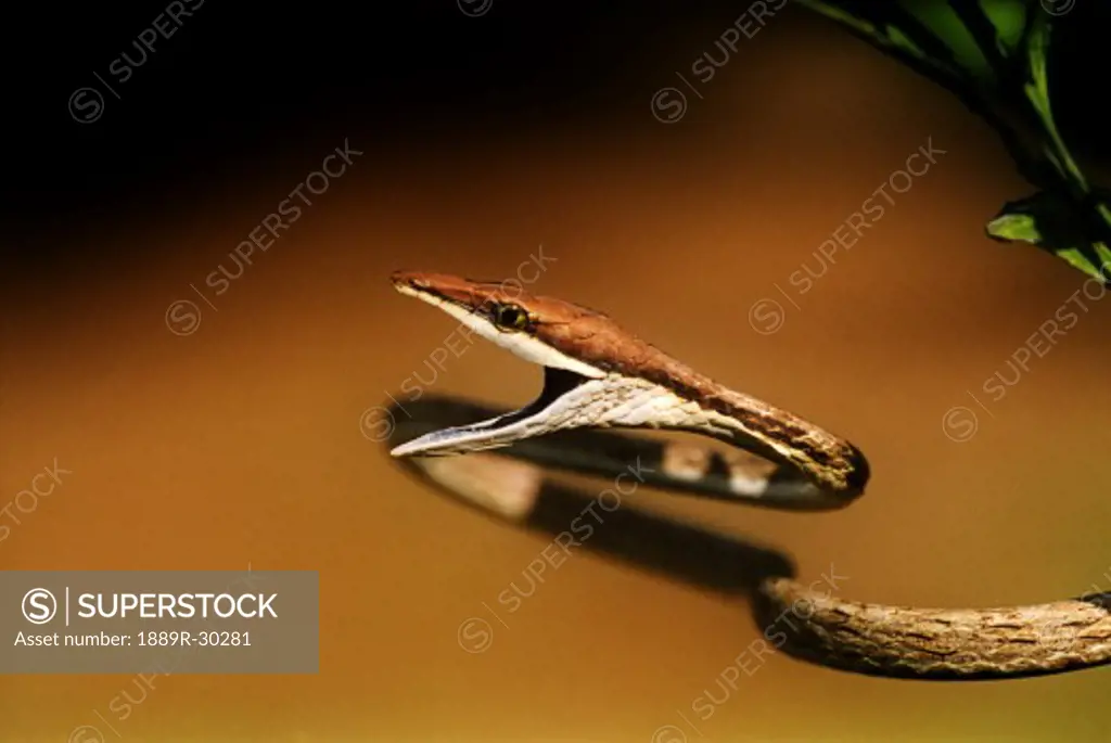 A Brown vine snake with its mouth open