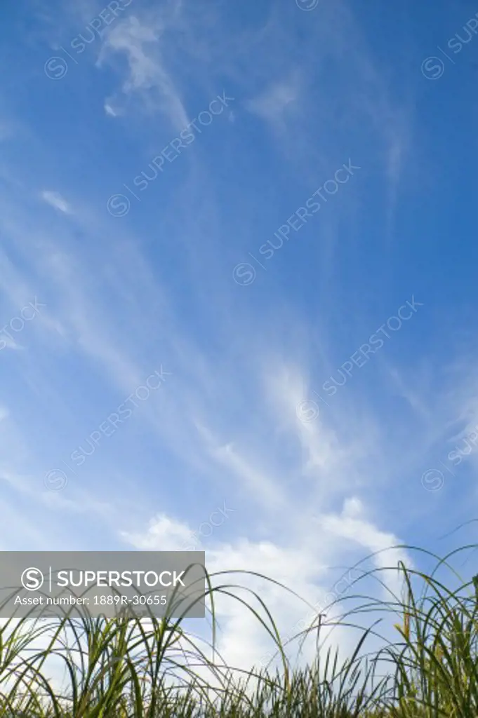 Grasses and sky at Chickakoo Lake Recreation Area, Alberta, Canada