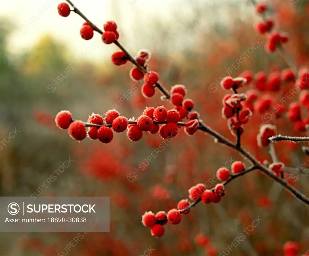 Frost on red berries