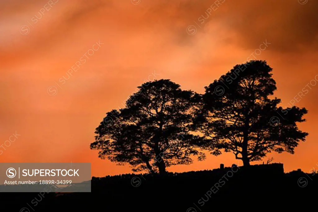 Tree silhouette at sunset  