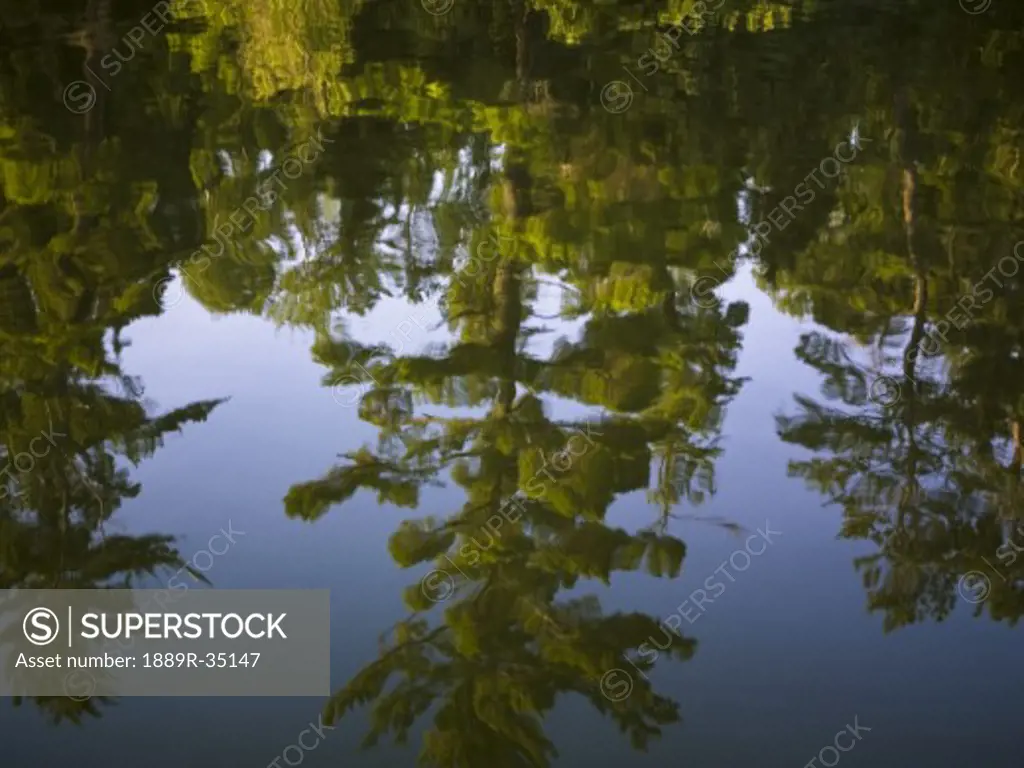 Tree reflection in water