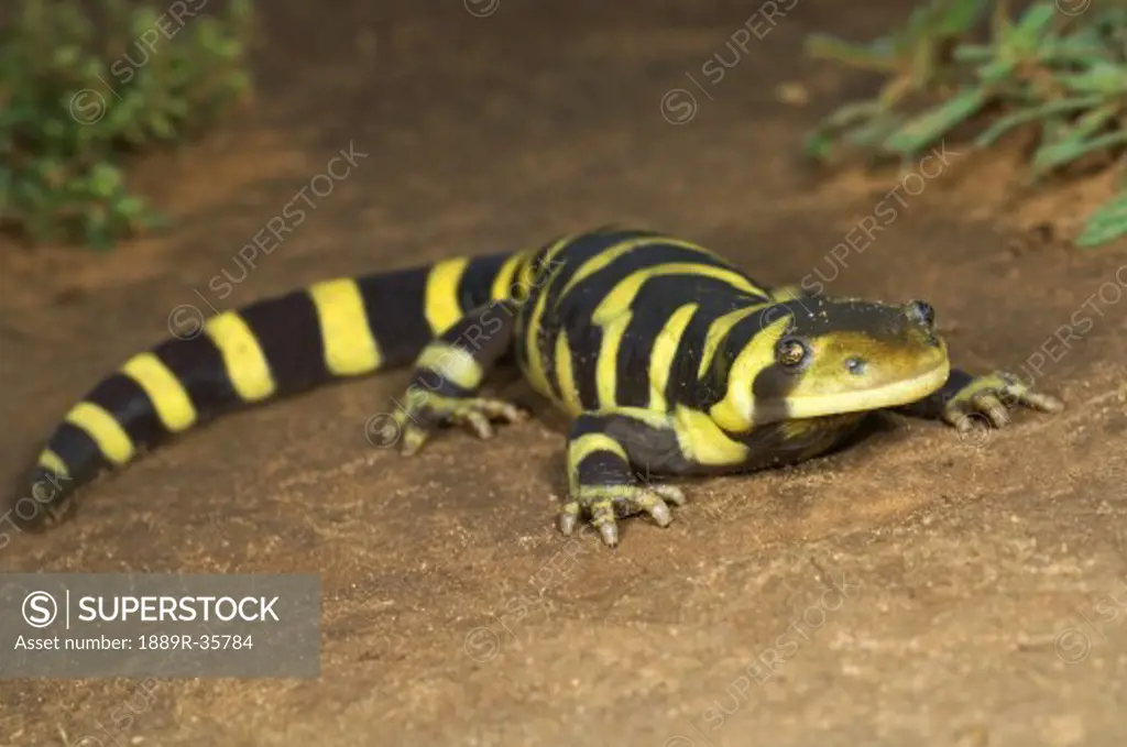 Texas barred tiger salamander