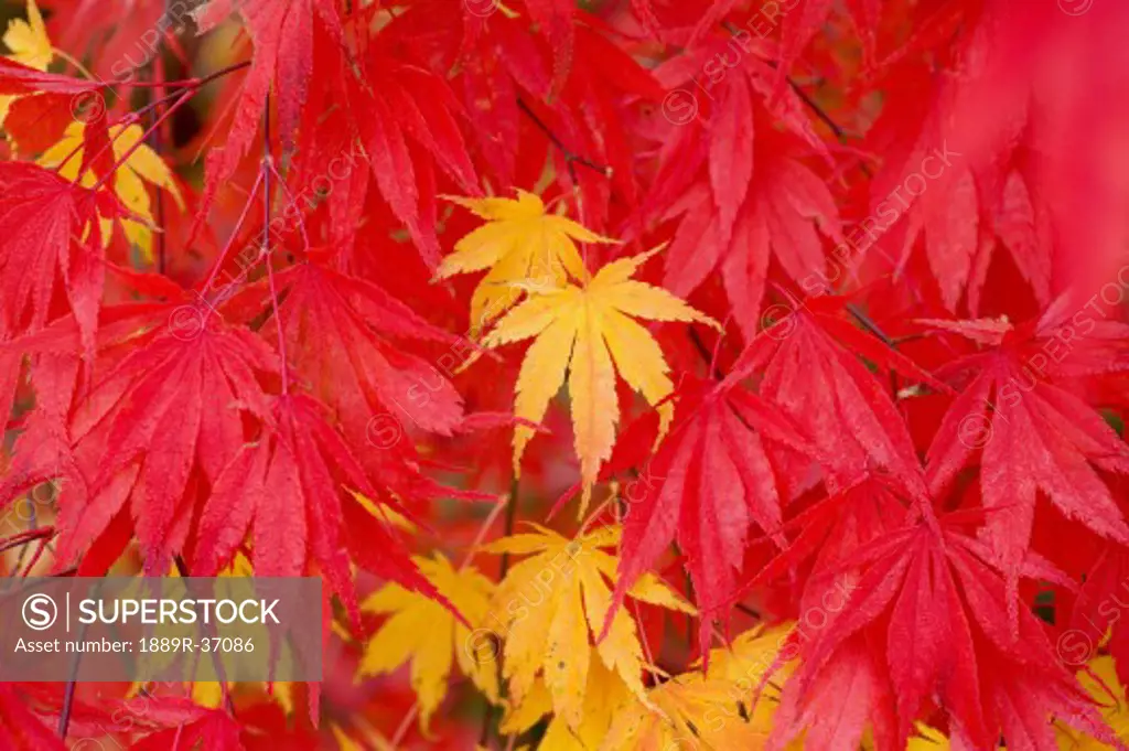 Close-up fall leaves