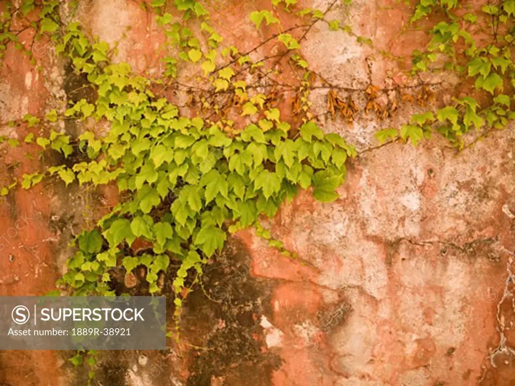 Climbing plant