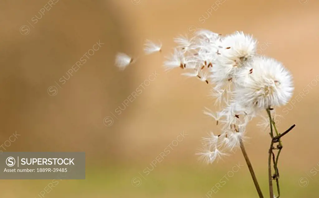 Dandelion fluff