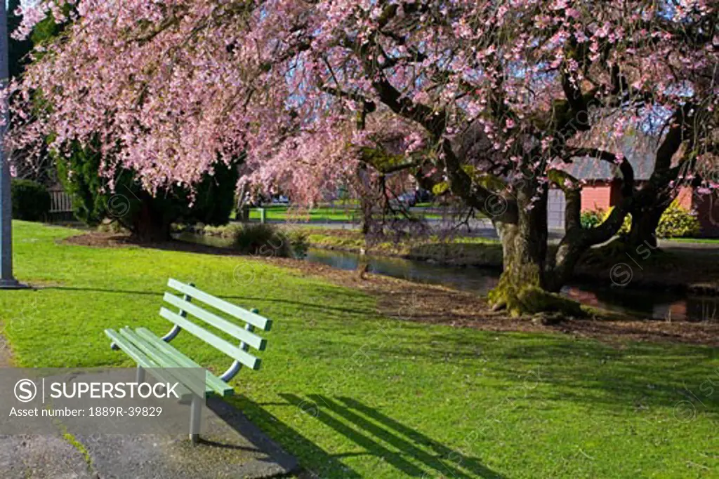 Westmorland Park, Portland, Oregon, USA; Cherry trees during Spring   