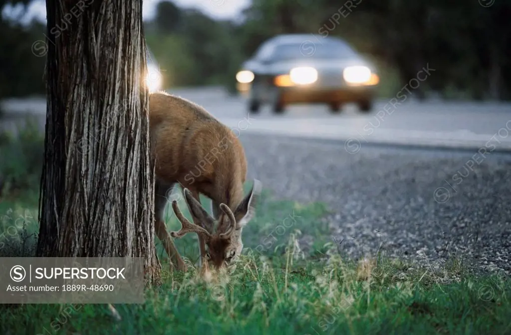 Mule deer grazing at roadside, Grand Canyon National Park, Grand Canyon, Arizona, USA