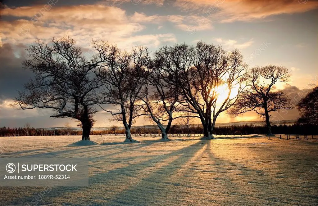 northumberland, england, sun setting over a field and trees