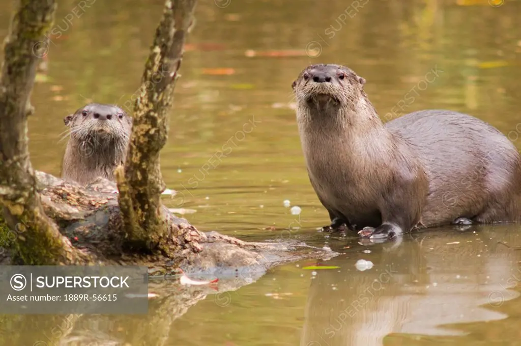 river otters at oaks bottom wildlife refuge, portland, oregon, united  states of america - SuperStock