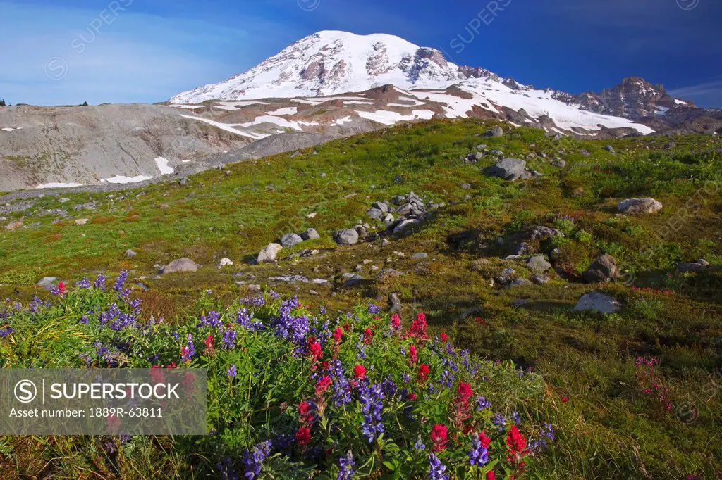 wildflowers at the foot of mt. rainier in paradise park in mt. rainier national park, washington, united states of america