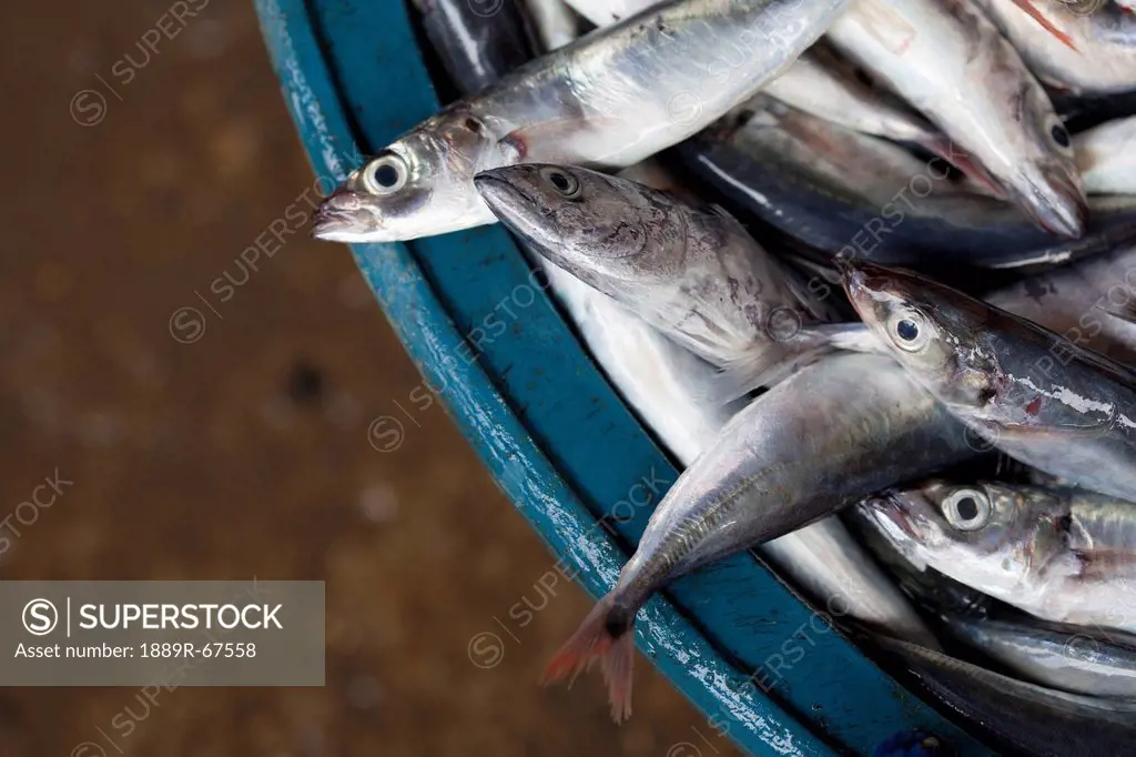 fresh fish at fish market, bais, negros island, philippines