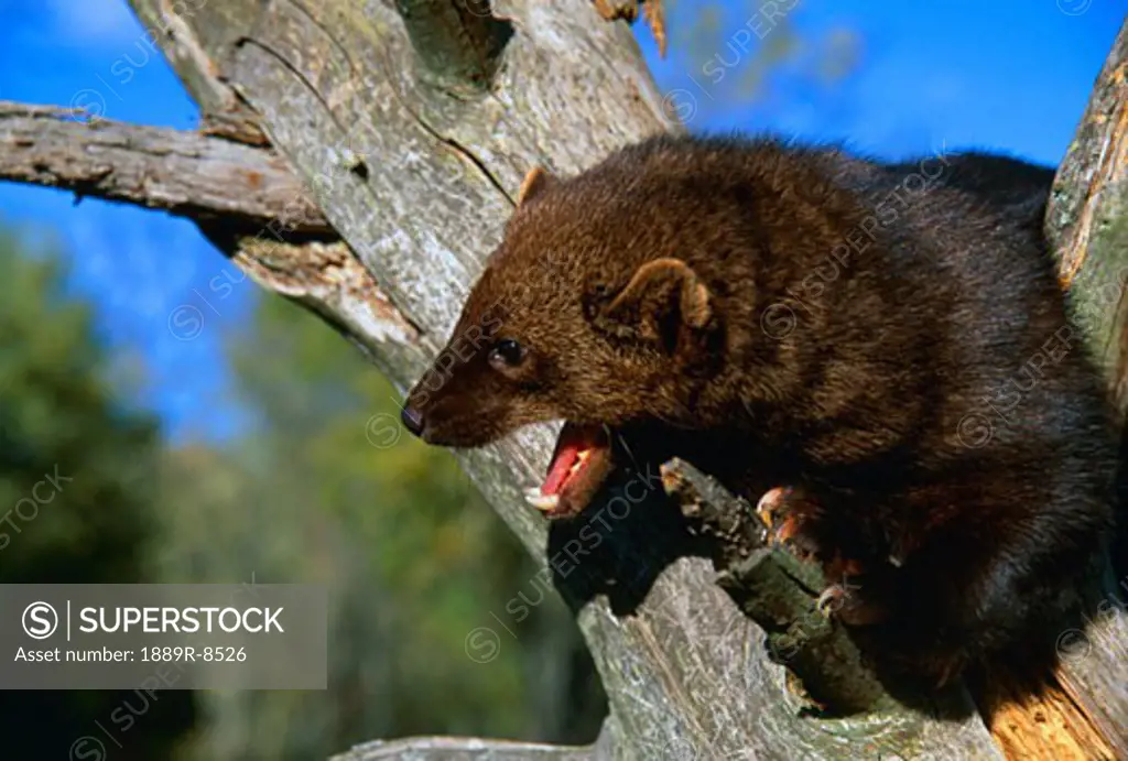 A Fisher, a weasel-type animal, in tree, mouth open.