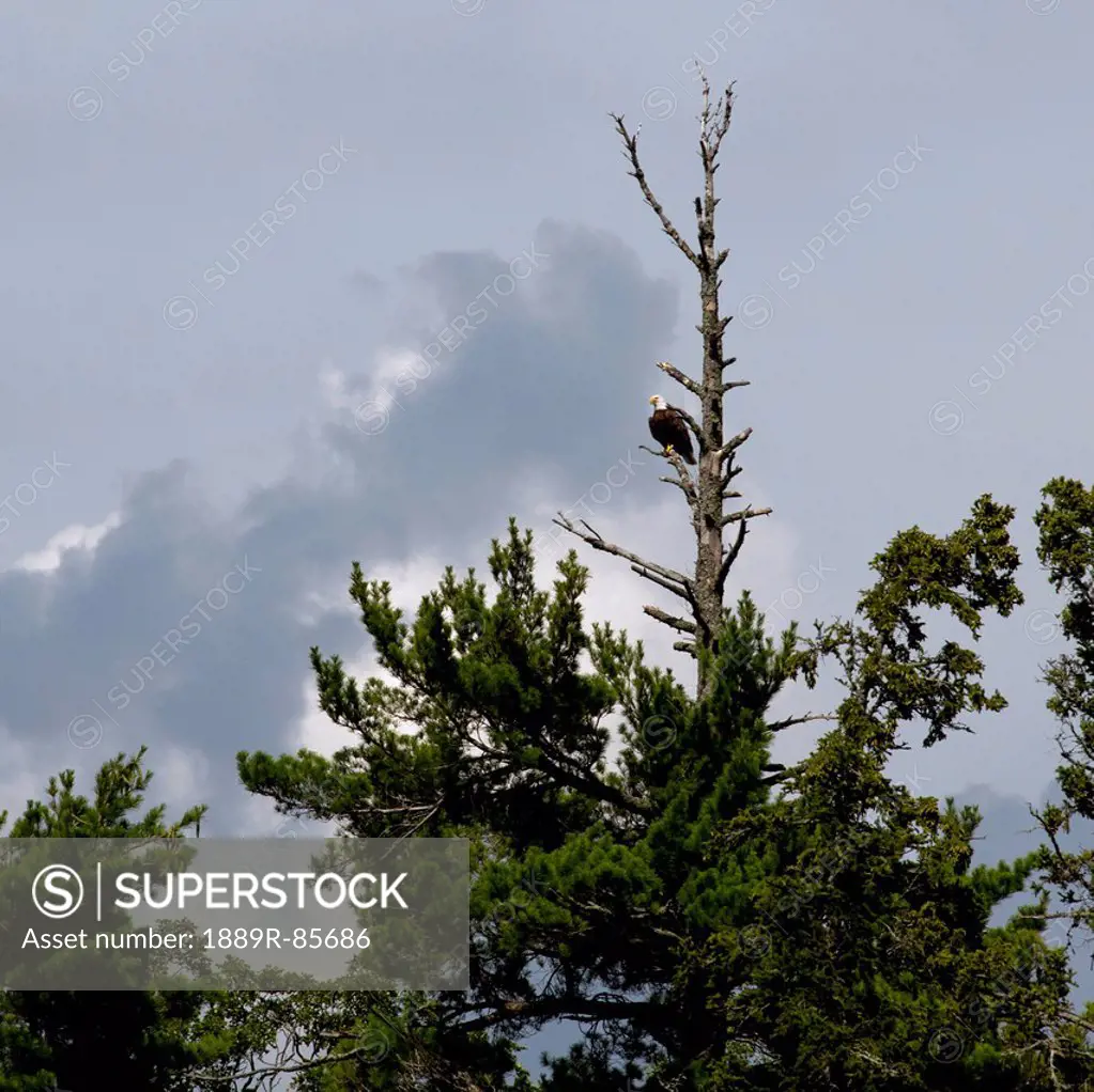 Hawk Sitting High Up In A Tree, Keewatin Ontario Canada