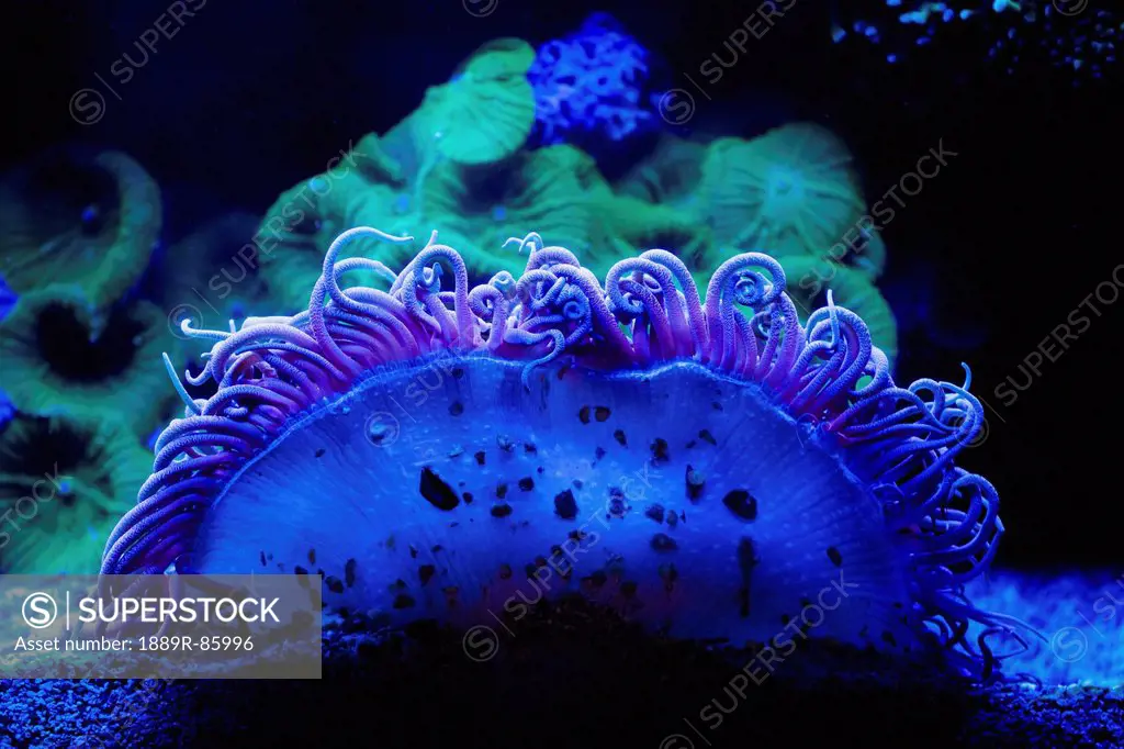 Blue Coral Underwater, Israel