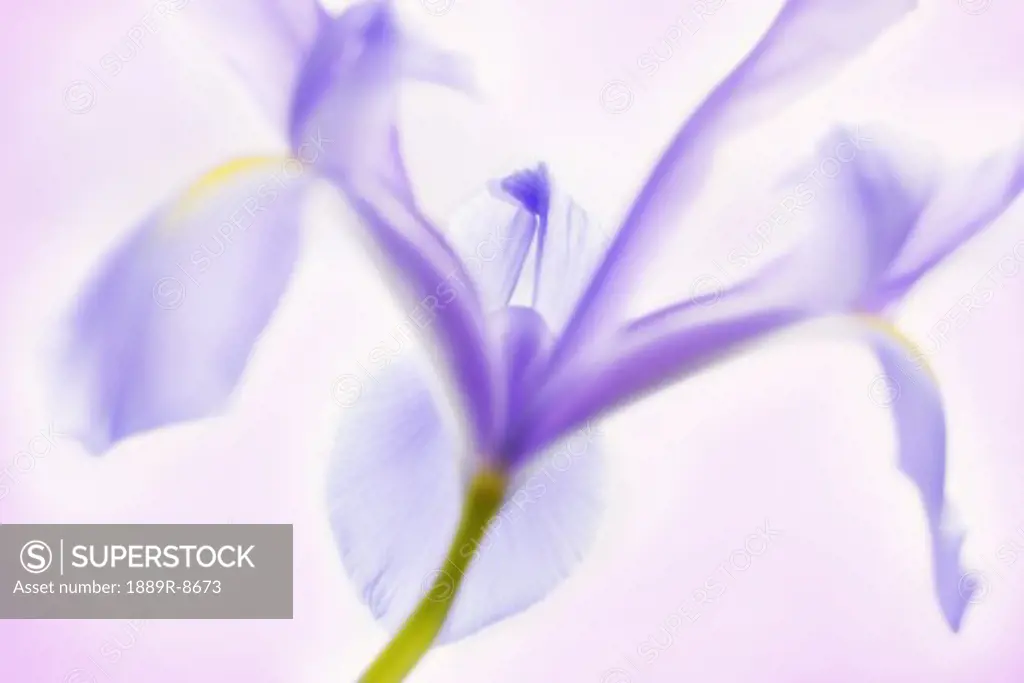 Ethereal Iris