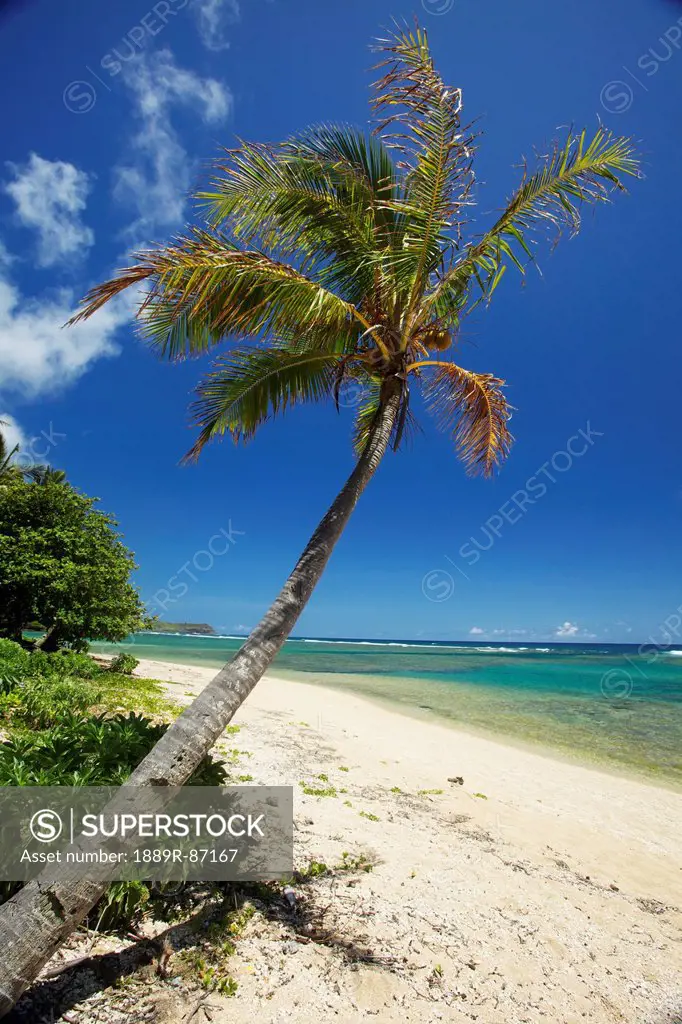 Palm Tree And A White Sand Beach Along The Coastline Of An Hawaiian Island;Pilaa Kauai Hawaii United States Of America