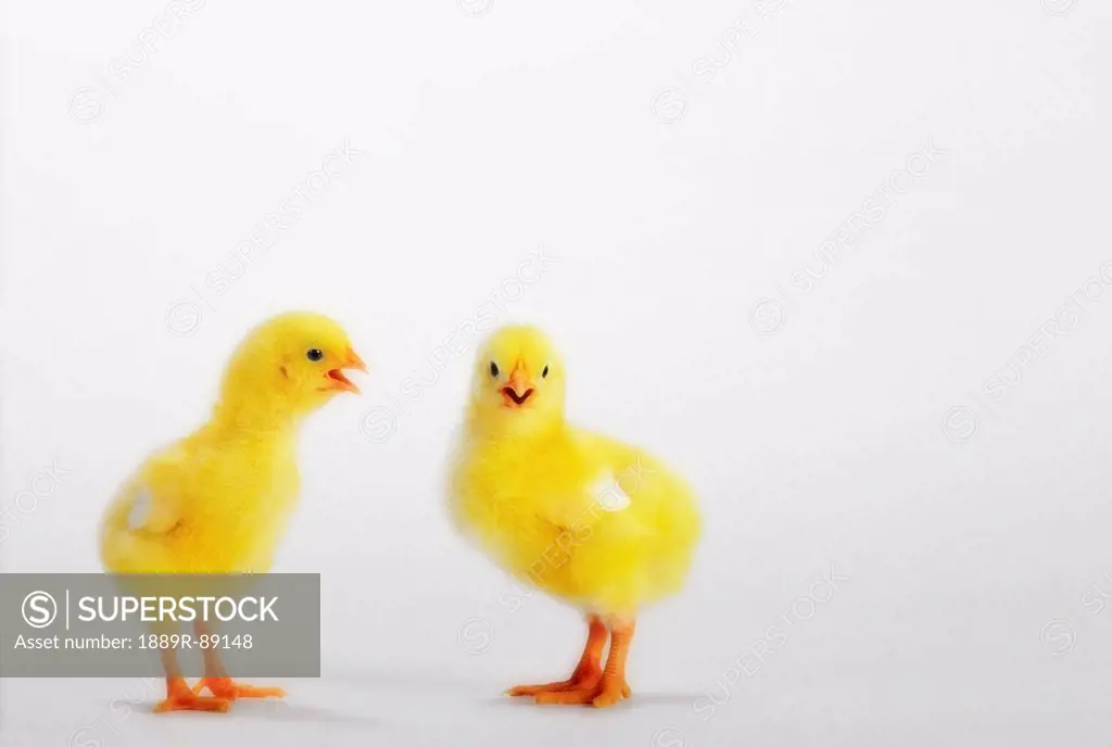 Two yellow baby chicks chirping;British columbia canada