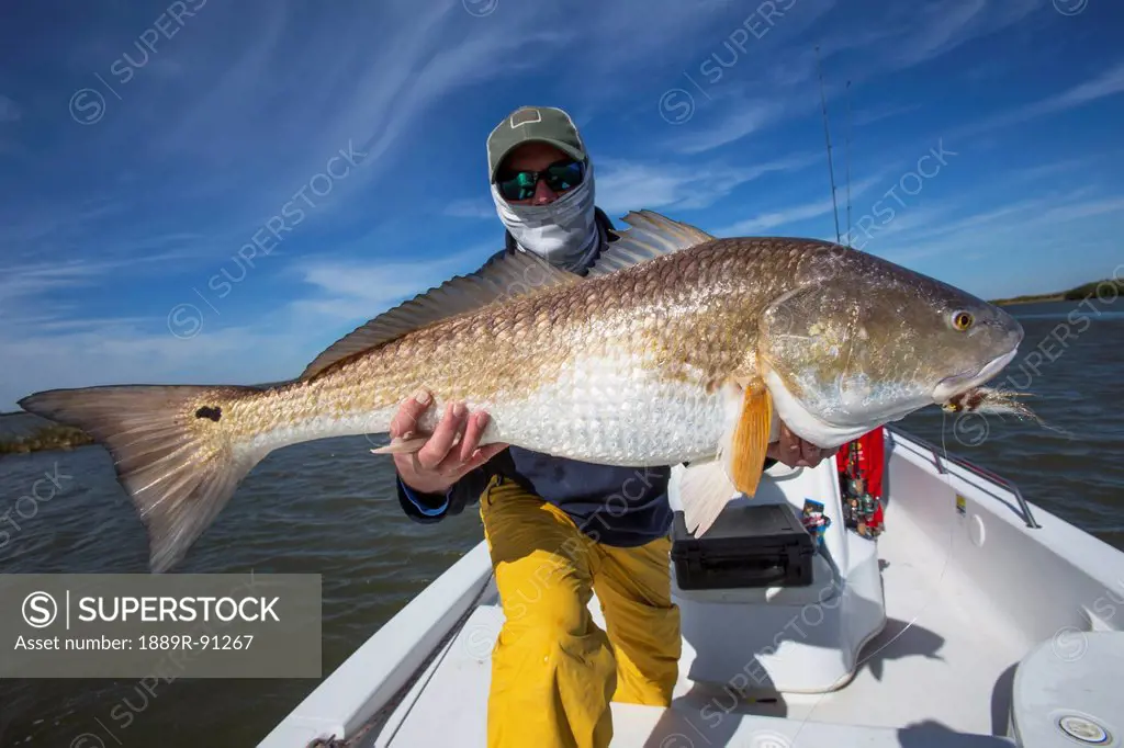 Man wading with a stringer of red drum or redfish (Sciaenops ocellatus)  caught while fishing near Port Aransas Texas Stock Photo - Alamy