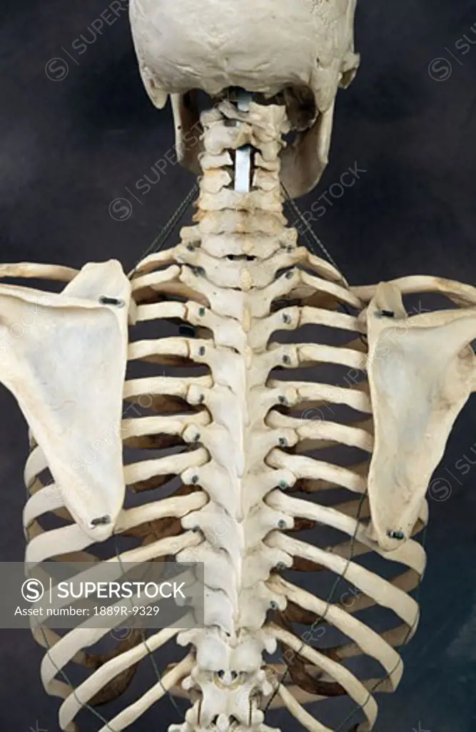 Human skeleton Back