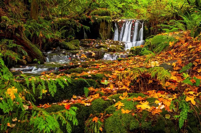 Vibrant autumn colours in a forest at Anderson Creek Waterfall; British Columbia, Canada