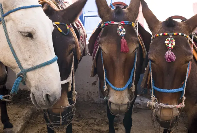 Horses, Fira, Santorini, Greece