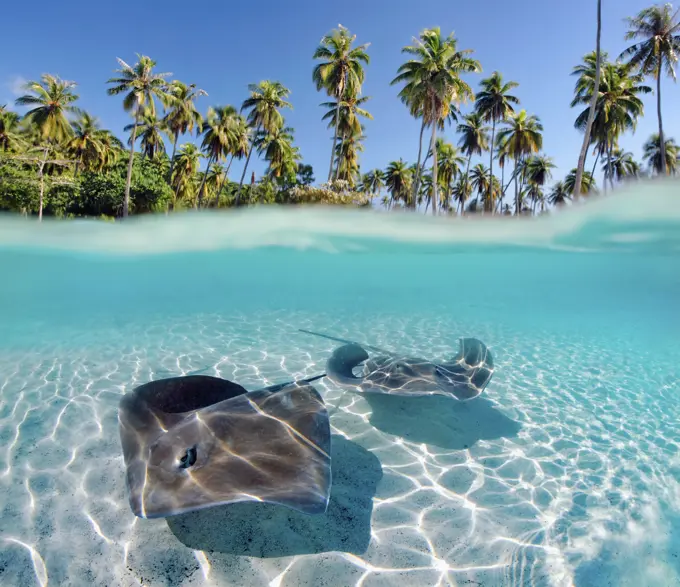 French Polynesia, Tahiti, Moorea, Two Stingray In Beautiful Turquoise Water.