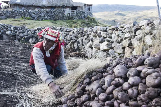 Potato farmer working on his farm in the Cusco Region of Peru; Cusco, Peru