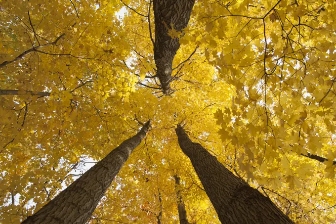 Low Angle View Of Golden Leaves On A Tree In Autumn; Brampton, Ontario, Canada