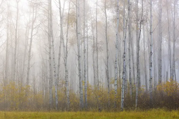 A foggy forest at sunrise; Saskatchewan, Canada