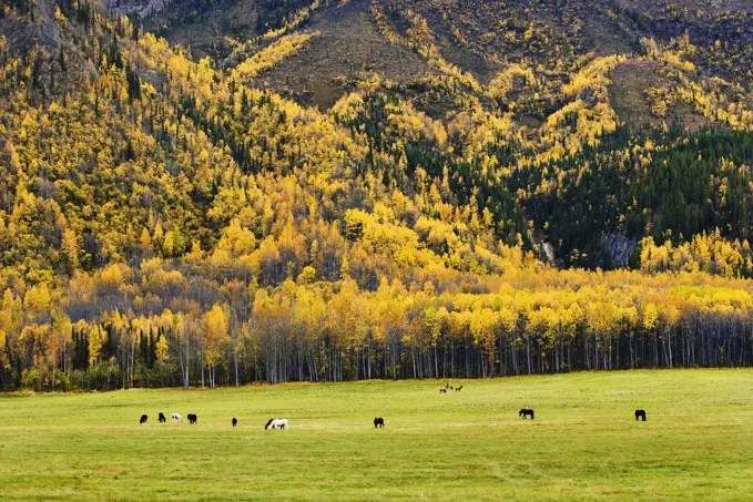 Horses, Caribou And Fall Colours, Northern British Columbia