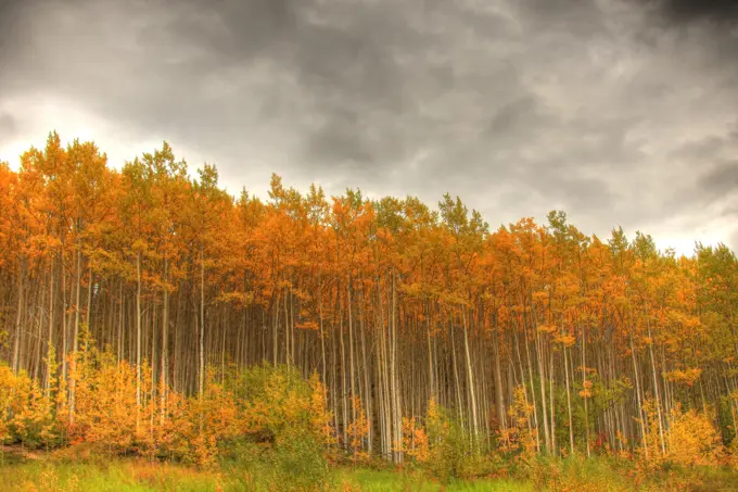 Poplar Forest In Autumn, Teslin, Yukon