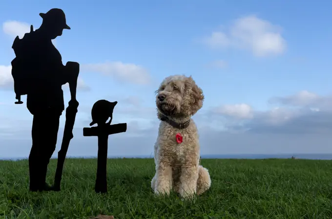 Dog sits at a Remembrance Day monument; South Shields, Tyne and Wear, England