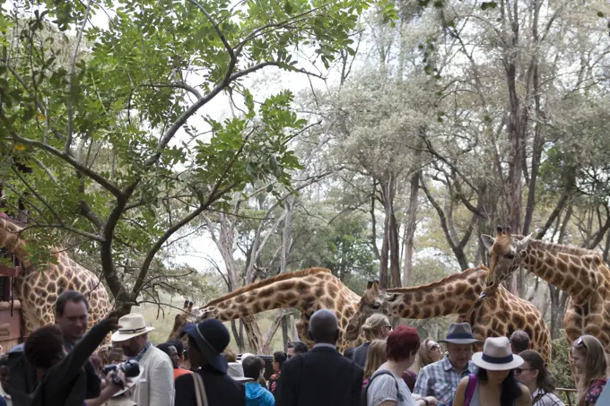 Tourists feeding the giraffes at the Giraffe Centre in Nairobi, Kenya, Africa; Nairobi, Kenya