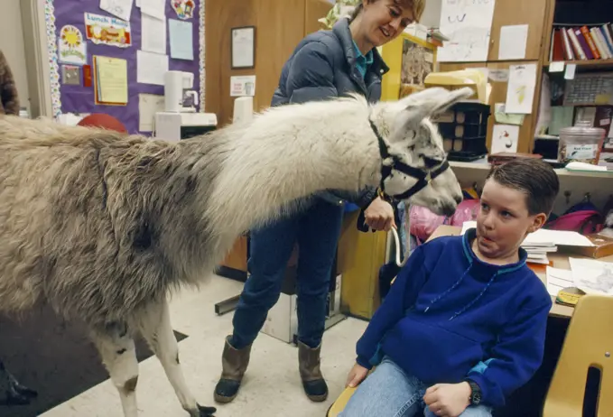 Young boy dodges a nuzzle from a llama (Lama glama) visiting his school; Palo Cedro, California, United States of America