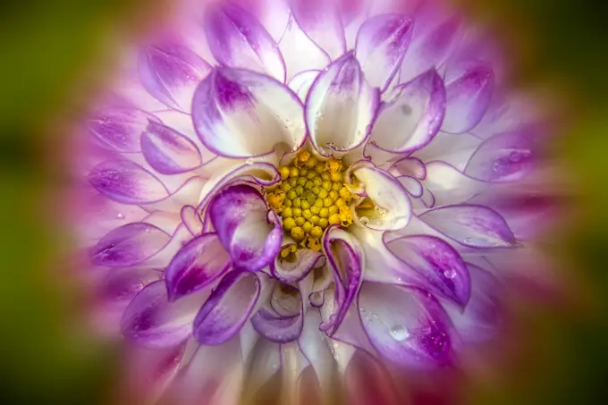 Close-up detail of the decorative dahlia 'High Plains Majesty' (Asteraceae); Bronx, New York, United States of America