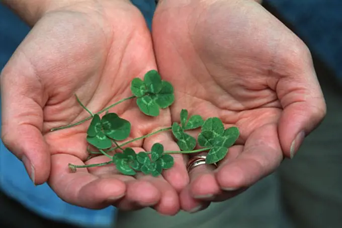 Four leafed clovers in cupped hands