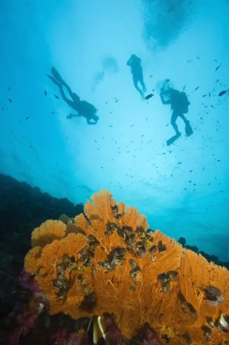 Scuba divers, Richelieu Rock, Mu Koh Surin National Marine Park, Similan Islands, Thailand, Southeast Asia  