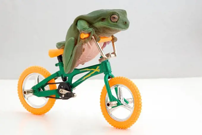 Frog on a bicycle