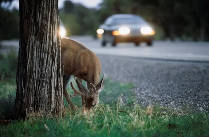 Mule deer grazing at roadside, Grand Canyon National Park, Grand Canyon, Arizona, USA